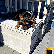Murphy is registered to the contest to win money with this photo: accessory, animal, black_and_tan, canine, casual, daylight, dog, funny, outdoor, pet, porch, railing, relaxing, resting, shadow, storage_box, summer, sunglasses, sunlight, wooden_floor