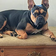Murphy is registered to the contest to win money with this photo: dog, french_bulldog, pet, animal, brown, black, ears, face, paw, cushion, furniture, drawer, wood, indoor, resting, lying_down, looking, closeup, portrait, calm