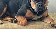 Murphy is registered to the contest to win money with this photo: animal, black, brown, calm, closeup, cushion, dog, drawer, ears, face, french_bulldog, furniture, indoor, looking, lying_down, paw, pet, portrait, resting, wood