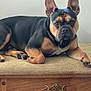 dog, french_bulldog, pet, animal, brown, black, ears, face, paw, cushion, furniture, drawer, wood, indoor, resting, lying_down, looking, closeup, portrait, calm