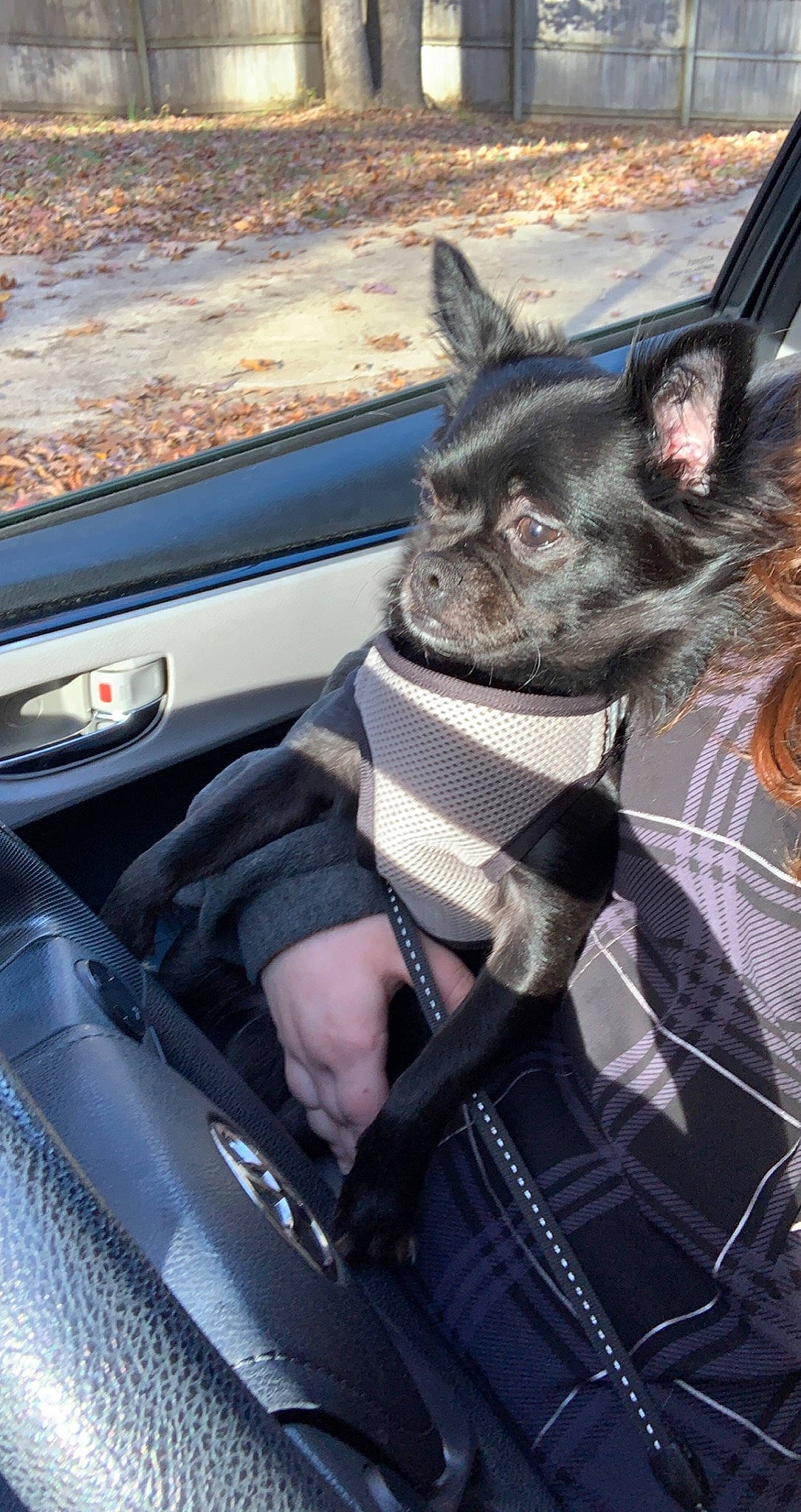 Smudge is registered to the contest to win money with this photo: automotive_exterior, automotive_lighting, automotive_mirror, car, carnivore, dog, dog_breed, fawn, felidae, head, hood, motor_vehicle, personal_luxury_car, small_to_medium_sized_cats, snout, steering_wheel, sunglasses, vehicle, whiskers, working_animal