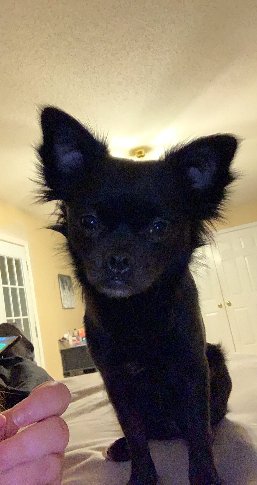 Smudge joined the competition — help win amazing prizes! canidae, carnivore, companion_dog, dog, dog_breed, fawn, fur, non_sporting_group, puppy, snout, sporting_group, tail, terrestrial_animal, toy_dog, whiskers, window, working_animal