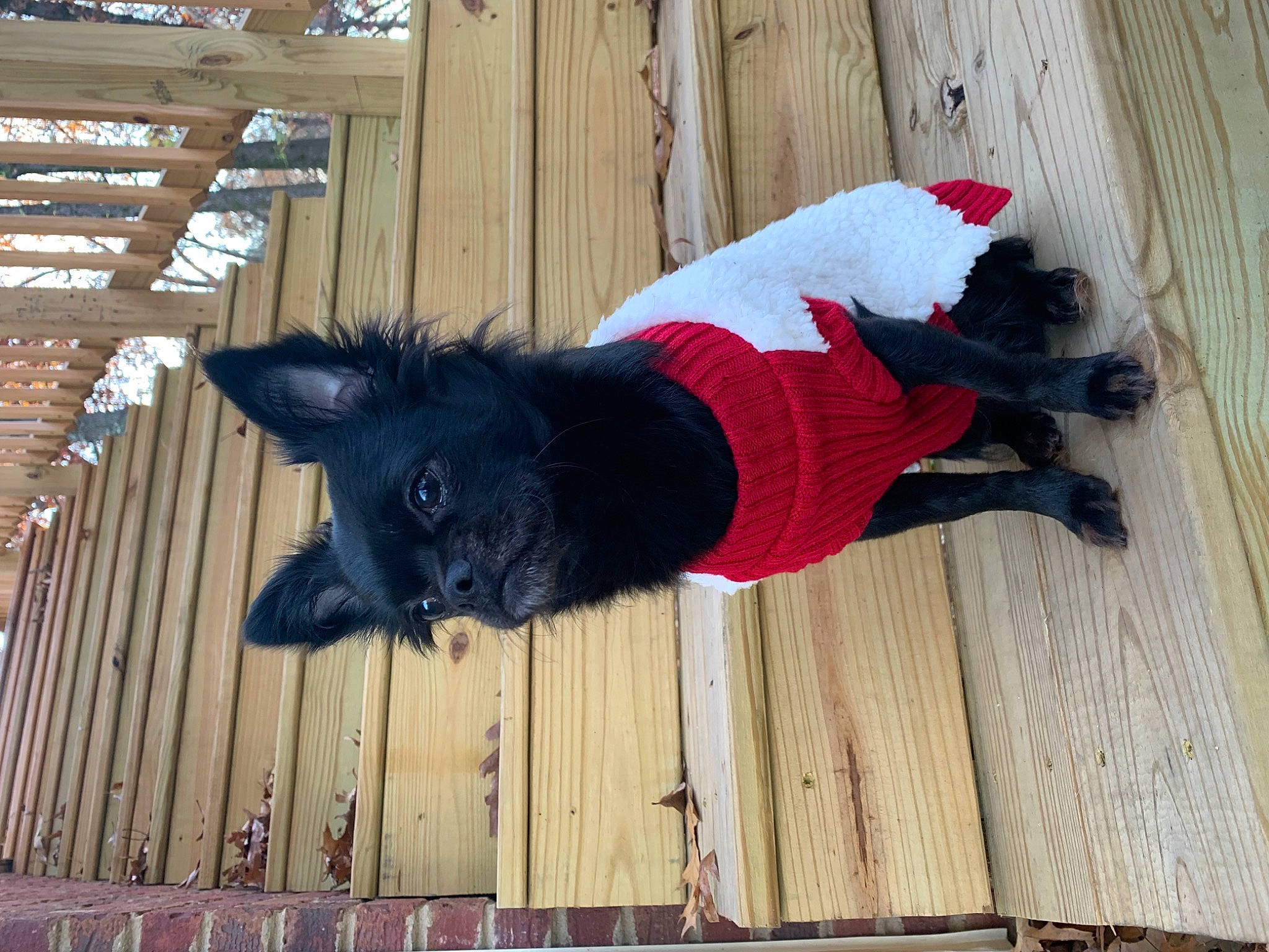 Smudge is registered to the contest to win money with this photo: canidae, carmine, carnivore, companion_dog, costume, dog, dog_breed, dog_supply, flooring, fur, hardwood, hat, magenta, pattern, sporting_group, tail, wood, wood_flooring