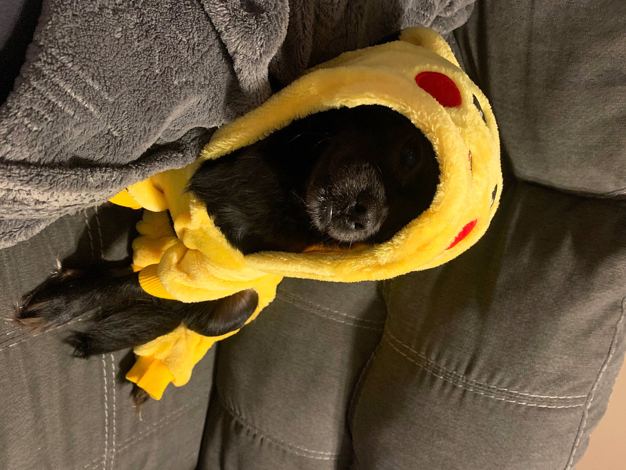 Smudge joined the competition — help win amazing prizes! bean_bag, canidae, carnivore, comfort, companion_dog, dog, dog_breed, fawn, felidae, fur, linens, paw, plush, small_to_medium_sized_cats, snout, sporting_group, stuffed_toy, tail, terrestrial_animal, whiskers