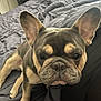 Remi joined the competition — help win amazing prizes! dog, french_bulldog, pet, animal, bed, gray_bedspread, ears, wrinkles, close_up, indoor, cute, canine, looking_at_camera, lying_down, fur, companion, domestic_animal, portrait, snout, paws
