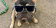 Remi joined the competition — help win amazing prizes! dog, french_bulldog, sunglasses, pet, indoor, carpet, toy, rope, office_chair, paw, cute, animal, companion, seated, looking_up, ears_up, black_and_tan, accessory, funny, domestic