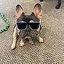 dog, french_bulldog, sunglasses, pet, indoor, carpet, toy, rope, office_chair, paw, cute, animal, companion, seated, looking_up, ears_up, black_and_tan, accessory, funny, domestic