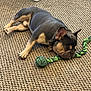 Remi joined the competition — help win amazing prizes! bulldog, dog, sleeping, toy, carpet, indoor, pet, resting, animal, rope_toy, relaxed, cozy, brown, black, tan, collar, paw, nap, closeup, floor
