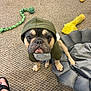 dog, french_bulldog, hoodie, green_clothing, pet, carpet, dog_toy, yellow_toy, gray_bed, indoor, looking_up, cute, animal, paw, pet_bed, floor, playful, companion, domestic_animal, footwear