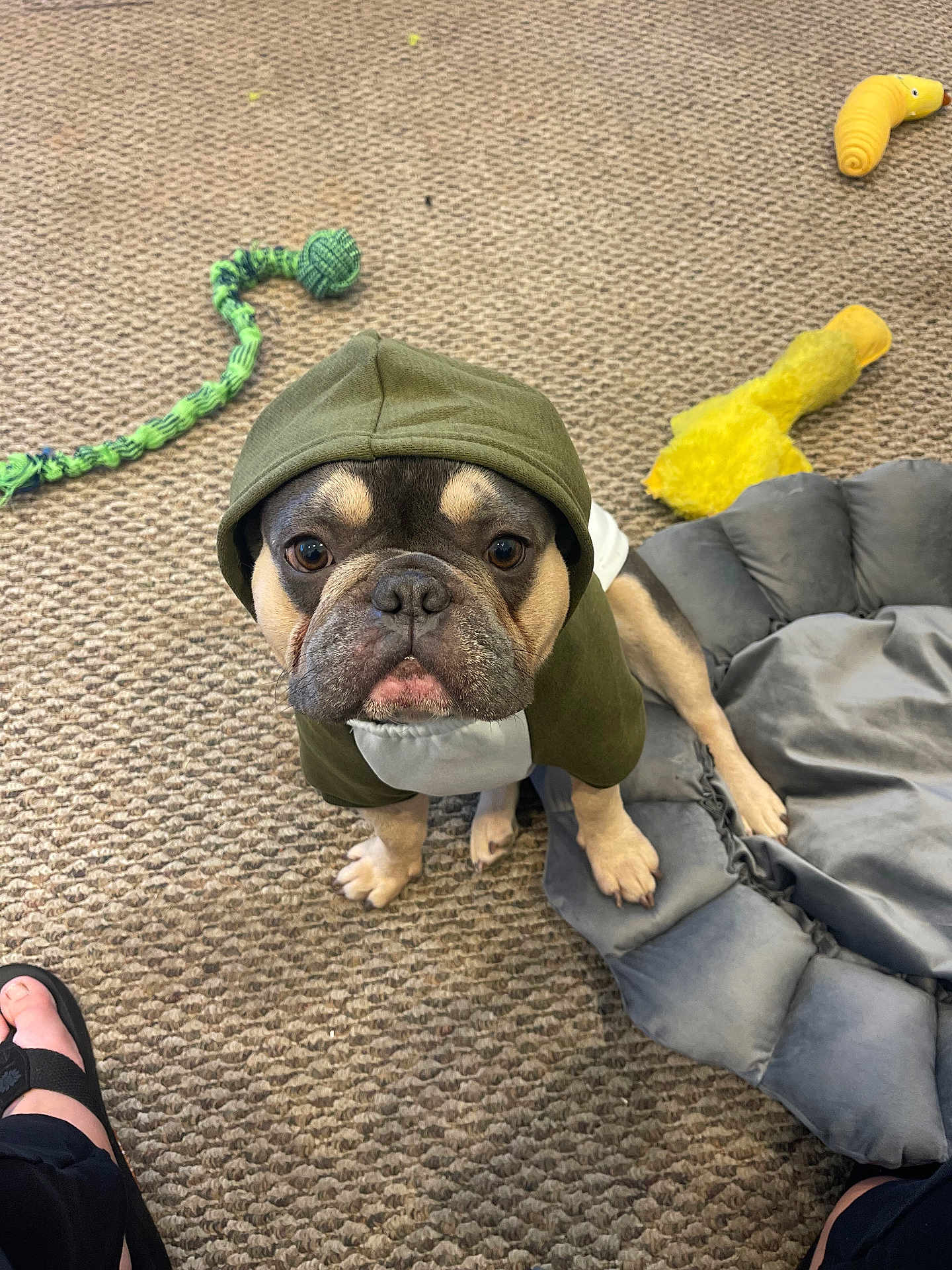 Remi joined the competition — help win amazing prizes! dog, french_bulldog, hoodie, green_clothing, pet, carpet, dog_toy, yellow_toy, gray_bed, indoor, looking_up, cute, animal, paw, pet_bed, floor, playful, companion, domestic_animal, footwear