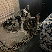 Remi joined the competition — help win amazing prizes! dog, french_bulldog, merle_dog, pet_bed, indoor, carpet, furniture, dog_bed, blue_eyes, cozy, curious, relaxed, canine, domestic_animal, animal, companion, resting, living_room, home, cute
