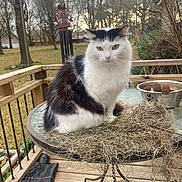 Turtle joined the competition — help win amazing prizes! animal, backyard, bird_feeder, black_and_white, calm, cat, daylight, domestic, dried_plants, fluffy, fur, glass_table, nature, outdoor, pet, quiet, sitting, table, trees, wooden_deck