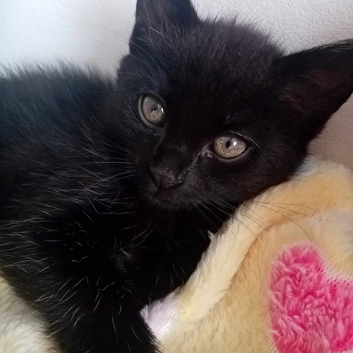 Minuit a rejoint le concours — aidez-le/la à gagner de superbes lots ! animal, blackcat, cat, kitten, manx, pet, siamese
