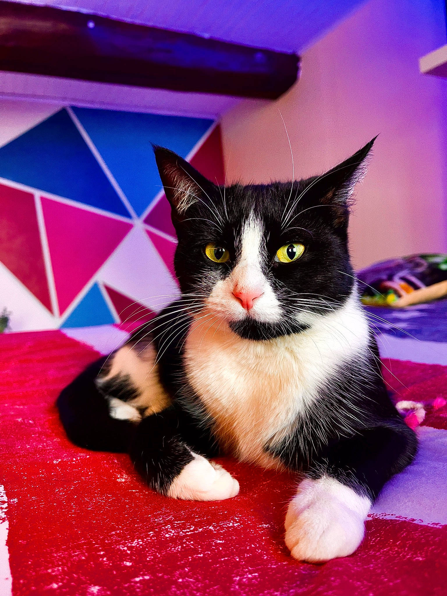 Fifie participe au concours pour gagner de l'argent avec cette photo : carmine, carnivore, cat, domestic_short_haired_cat, event, felidae, flooring, fur, magenta, pattern, paw, small_to_medium_sized_cats, snout, tail, whiskers