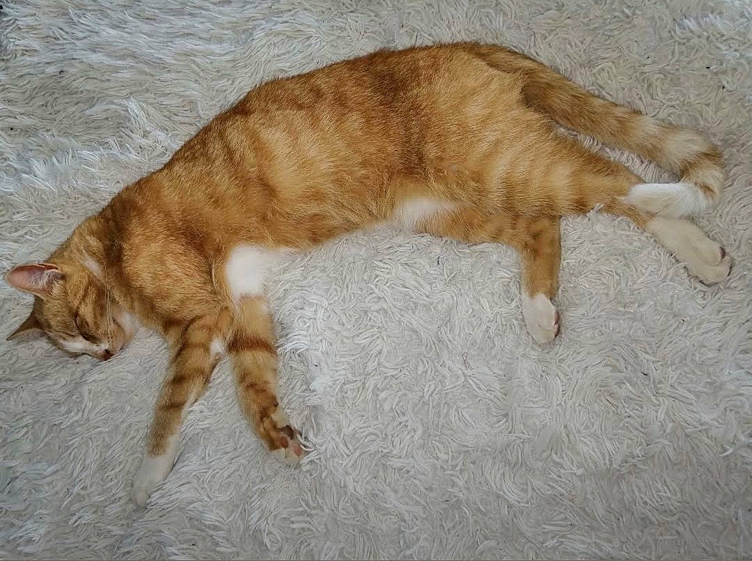 Noisette participe au concours pour gagner de l'argent avec cette photo : canidae, carnivore, cat, claw, comfort, companion_dog, dog_breed, domestic_short_haired_cat, fawn, felidae, flooring, fur, liver, paw, small_to_medium_sized_cats, sporting_group, tail, terrestrial_animal, whiskers, wood