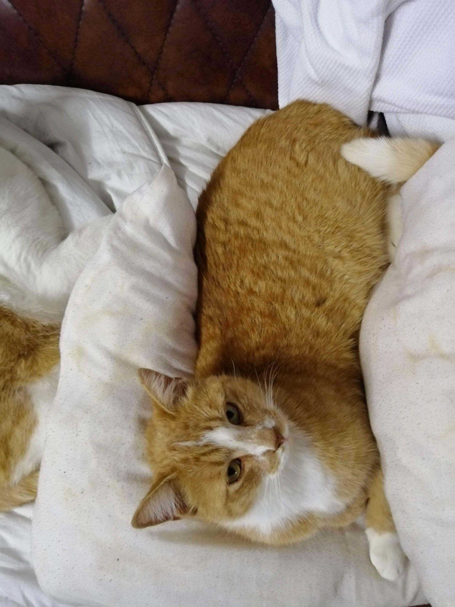 Noisette participe au concours pour gagner de l'argent avec cette photo : carnivore, cat, cat_supply, claw, comfort, domestic_short_haired_cat, fawn, felidae, fur, linens, mammal, nap, paw, small_to_medium_sized_cats, snout, tail, textile, vertebrate, whiskers