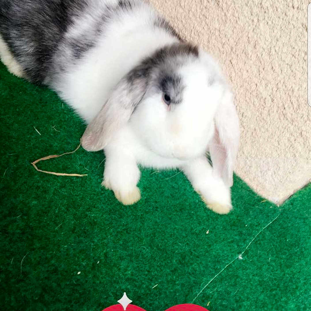 Panpan