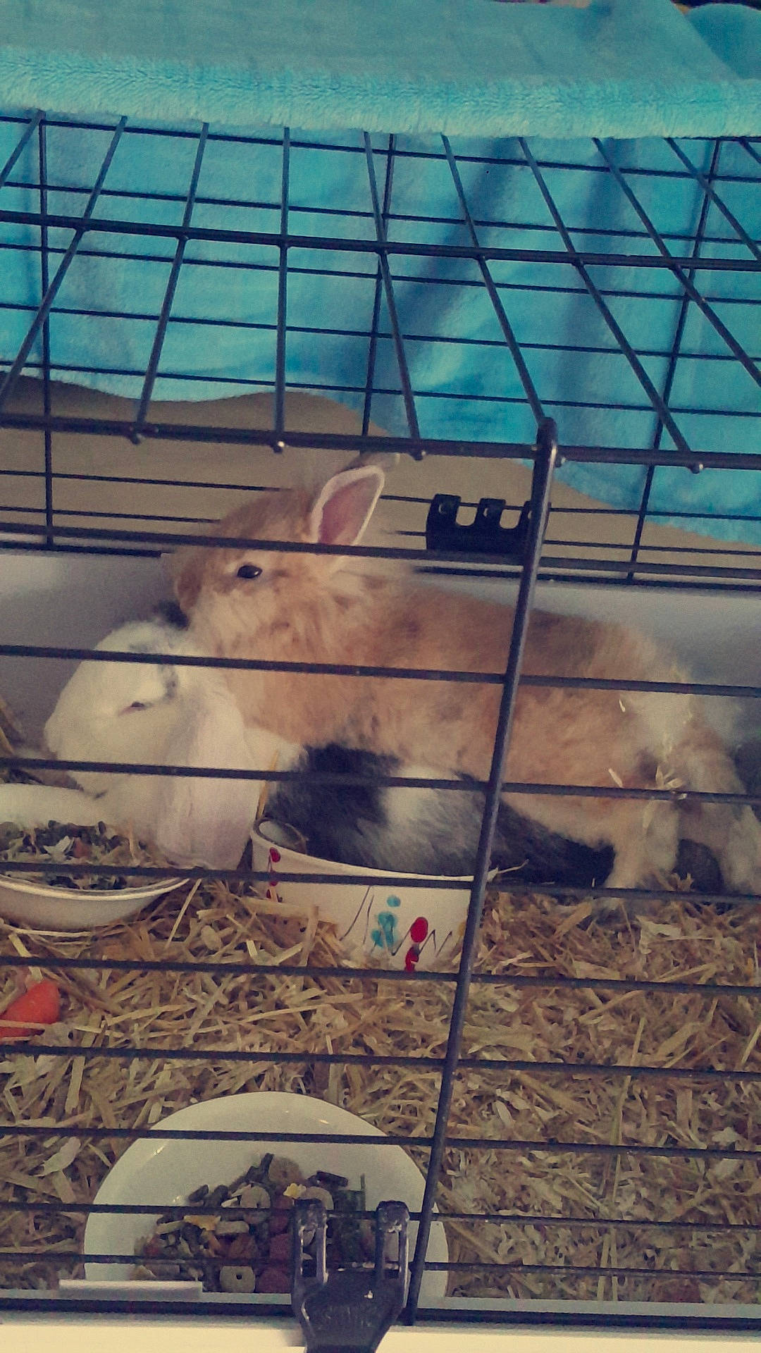 Panpan participe au concours pour gagner de l'argent avec cette photo : animal_shelter, cage, chinchilla, degu, fawn, gerbil, hamster, muridae, muroidea, rabbits_and_hares, rat, rodent, sky