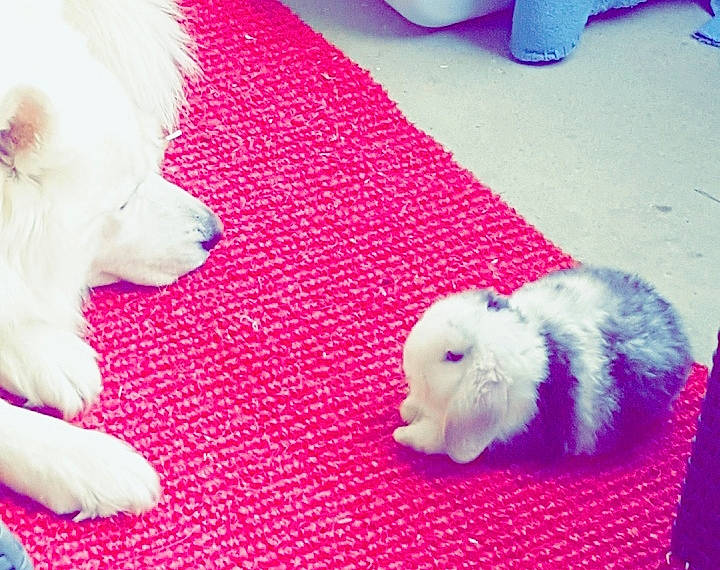 Panpan a rejoint le concours — aidez-le/la à gagner de superbes lots ! bichon, canidae, carnivore, companion_dog, dog, dog_breed, japanese_spitz, maltese, mammal, non_sporting_group, pomeranian, puppy, puppy_love, samoyed, shih_tzu, skin, spitz, tail, toy_dog