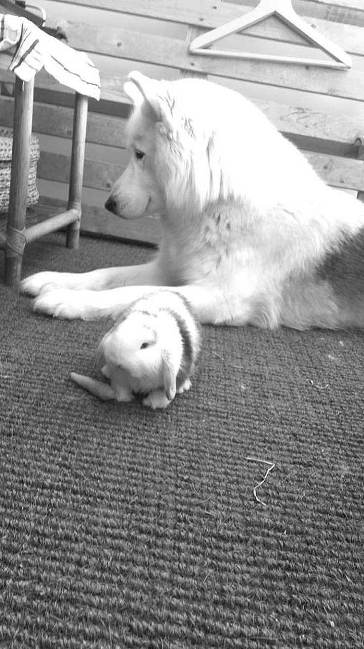 Panpan a rejoint le concours — aidez-le/la à gagner de superbes lots ! american_eskimo_dog, berger_blanc_suisse, black_and_white, canidae, carnivore, dog, dog_breed, japanese_spitz, kishu, non_sporting_group, samoyed, spitz, tail, volpino_italiano, white, white_shepherd