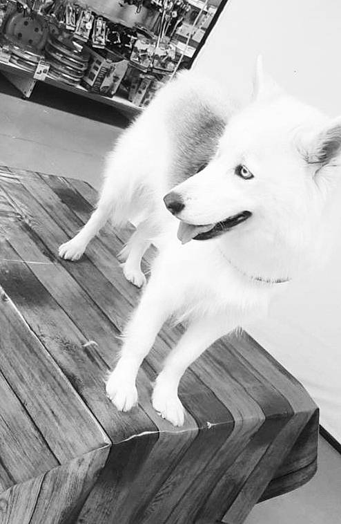 Joya participe au concours pour gagner de l'argent avec cette photo : black_and_white, canadian_eskimo_dog, canidae, carnivore, dog, dog_breed, japanese_spitz, mammal, non_sporting_group, samoyed, tail, white, working_dog