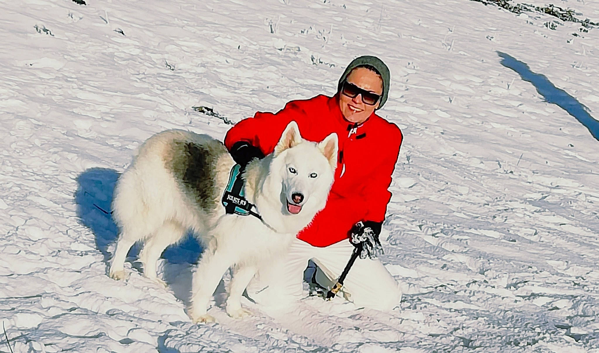 Joya participe au concours pour gagner de l'argent avec cette photo : alaskan_malamute, canidae, carnivore, dog, dog_breed, fun, greenland_dog, mammal, playing_in_the_snow, recreation, sakhalin_husky, siberian_husky, sled_dog, snow, sporting_group, vertebrate, winter, working_dog