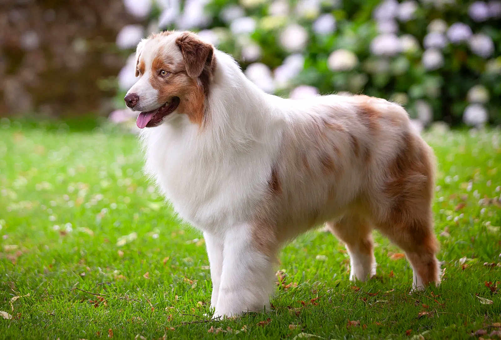Napoleon