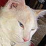 Gamin participe au concours pour gagner de l'argent avec cette photo : cat, white_cat, close_up, blue_eyes, pink_nose, whiskers, fur, pet, domestic_animal, collar, bell, animal, indoor, cute, calm, portrait, feline, soft_fur, resting, headshot