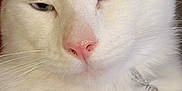 Gamin a rejoint le concours — aidez-le/la à gagner de superbes lots ! cat, white_cat, close_up, pet, feline, pink_nose, whiskers, collar, bell, fur, animal, cute, indoor, portrait, face, eyes, expression, domestic_cat, mammal, sleepy_look