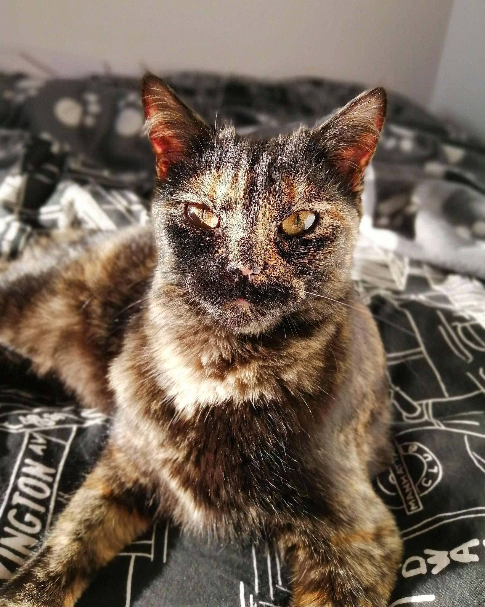 Roquette a rejoint le concours — aidez-le/la à gagner de superbes lots ! carnivore, cat, claw, domestic_short_haired_cat, eye, felidae, fur, paw, sitting, small_to_medium_sized_cats, snout, tail, terrestrial_animal, tree, whiskers, wildlife