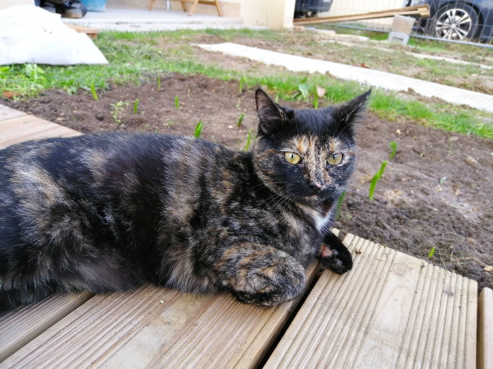 Roquette participe au concours pour gagner de l'argent avec cette photo : asphalt, automotive_tire, carnivore, cat, domestic_short_haired_cat, felidae, fur, grass, groundcover, plant, small_to_medium_sized_cats, soil, tail, terrestrial_animal, tire, tree, truck, wheel, whiskers, wood