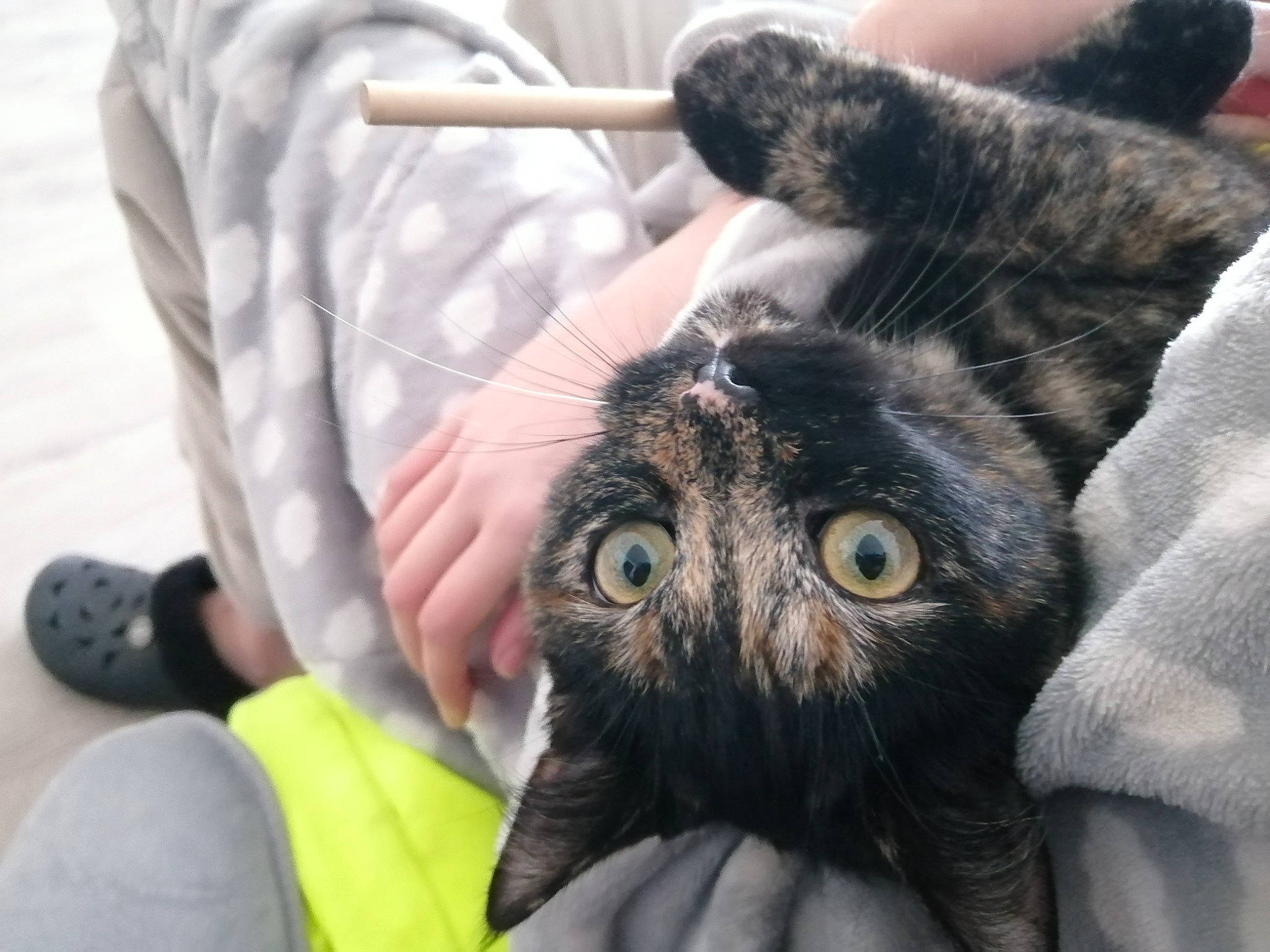 Roquette a rejoint le concours — aidez-le/la à gagner de superbes lots ! bird_of_prey, black_cat, carnivore, cat, claw, comfort, domestic_short_haired_cat, eye, felidae, finger, fur, gesture, hand, nail, small_to_medium_sized_cats, snout, terrestrial_animal, thumb, whiskers, wildlife