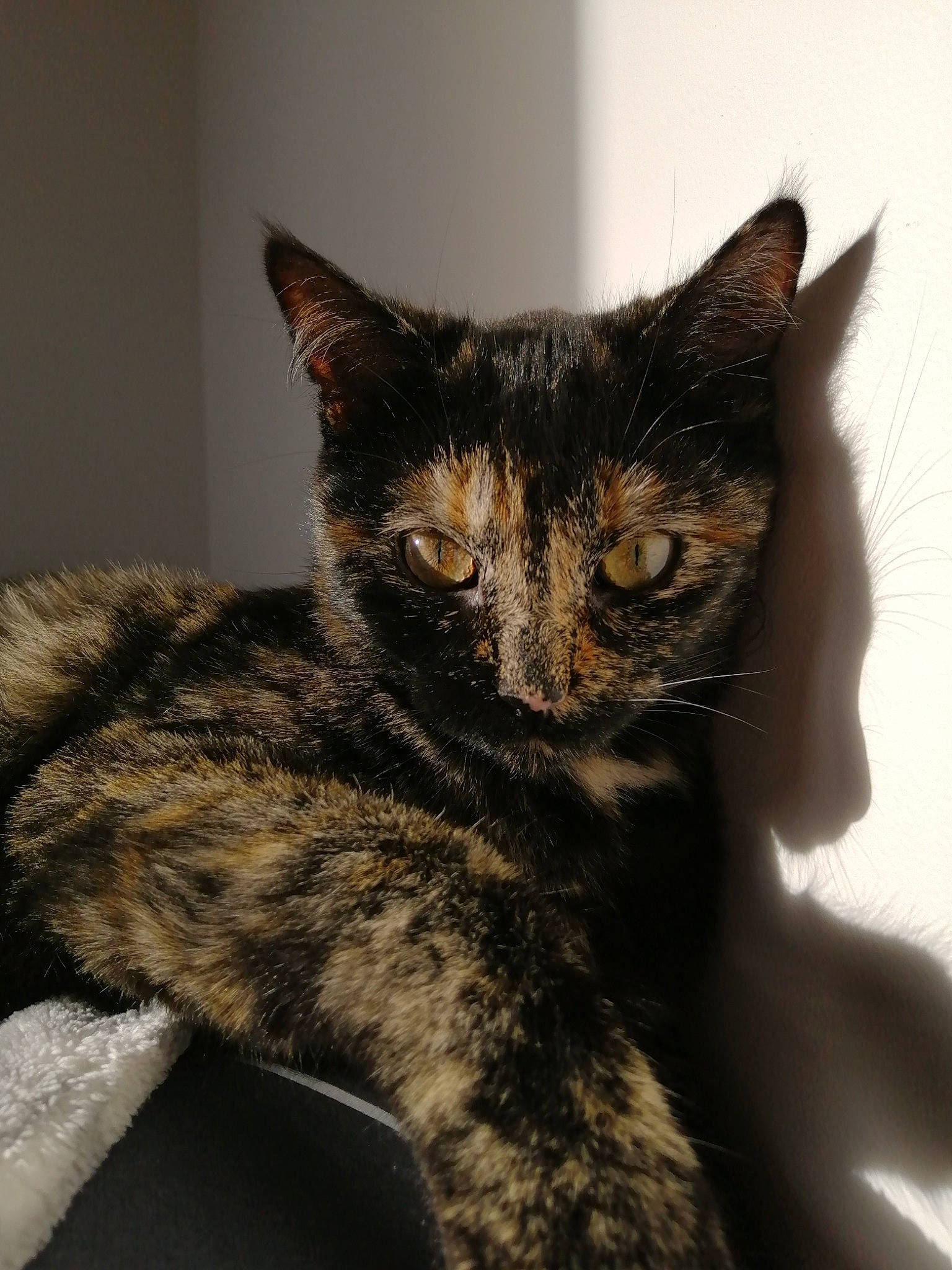 Roquette a rejoint le concours — aidez-le/la à gagner de superbes lots ! carnivore, cat, claw, domestic_short_haired_cat, ear, felidae, fur, paw, small_to_medium_sized_cats, snout, tail, terrestrial_animal, whiskers, window