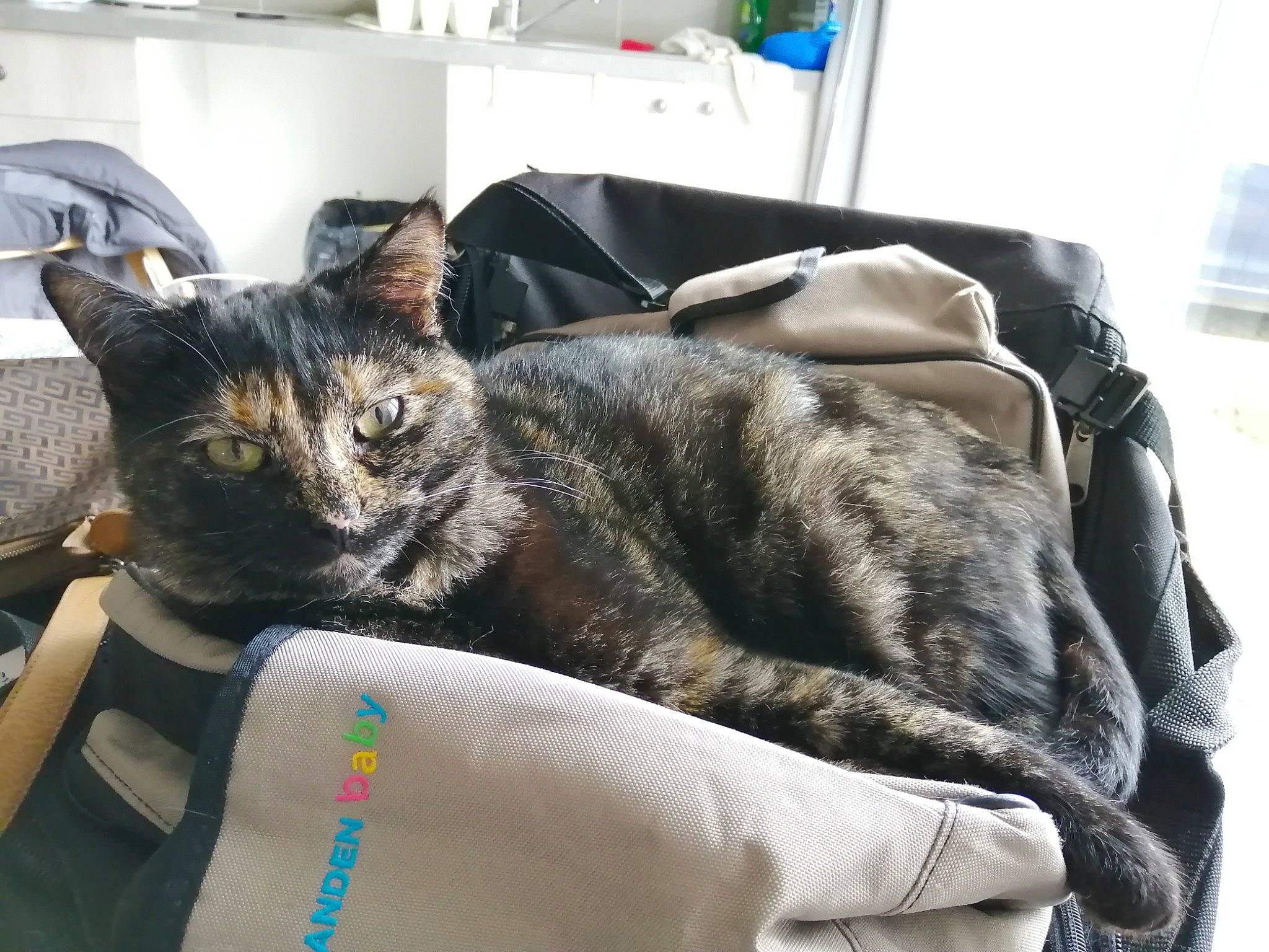 Roquette a rejoint le concours — aidez-le/la à gagner de superbes lots ! carnivore, cat, cat_supply, chair, claw, comfort, domestic_short_haired_cat, felidae, fur, grey, houseplant, linens, nap, room, small_to_medium_sized_cats, tail, whiskers, window