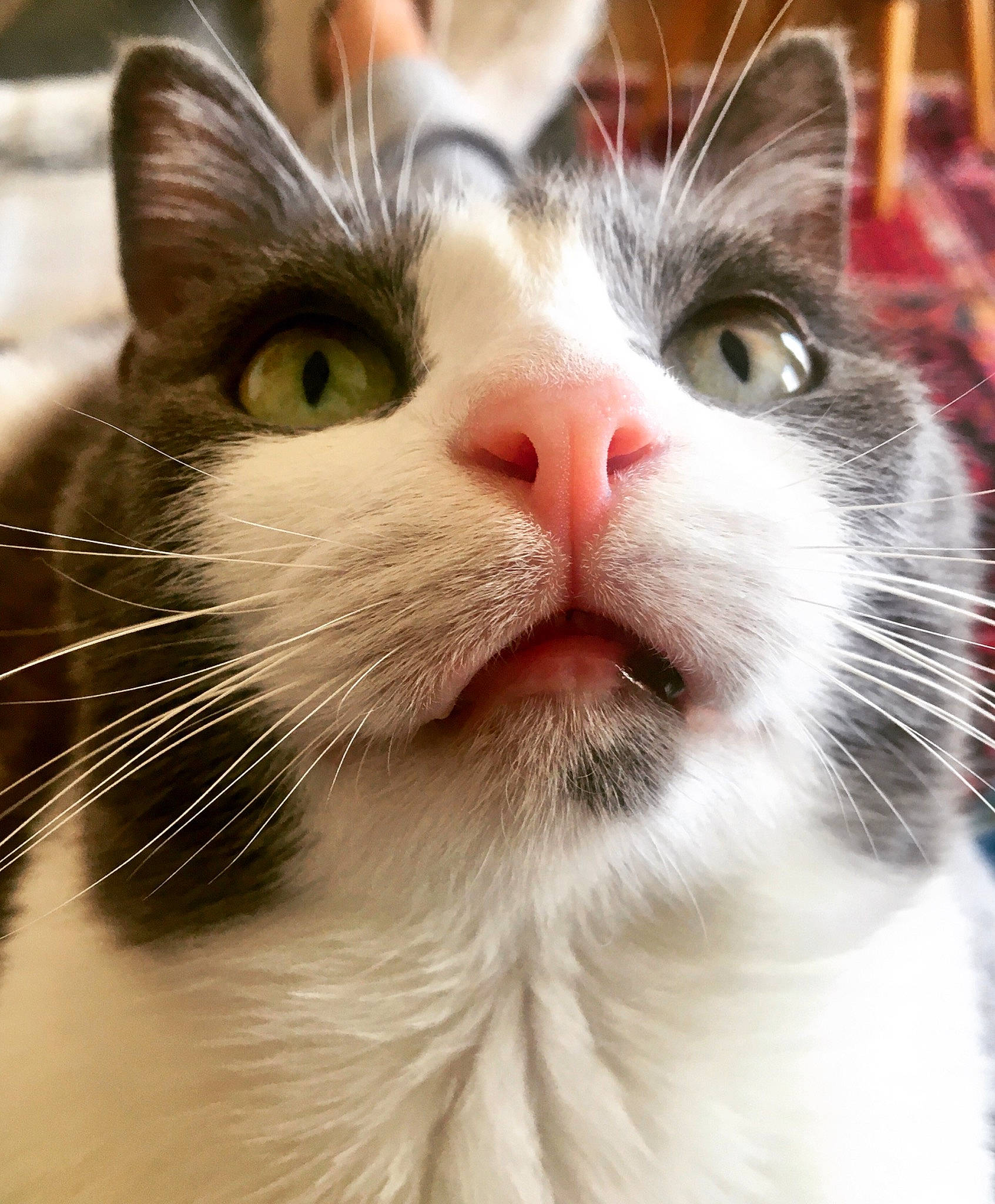 Paulette a rejoint le concours — aidez-le/la à gagner de superbes lots ! carnivore, cat, felidae, fixture, fur, photography, small_to_medium_sized_cats, snout, whiskers