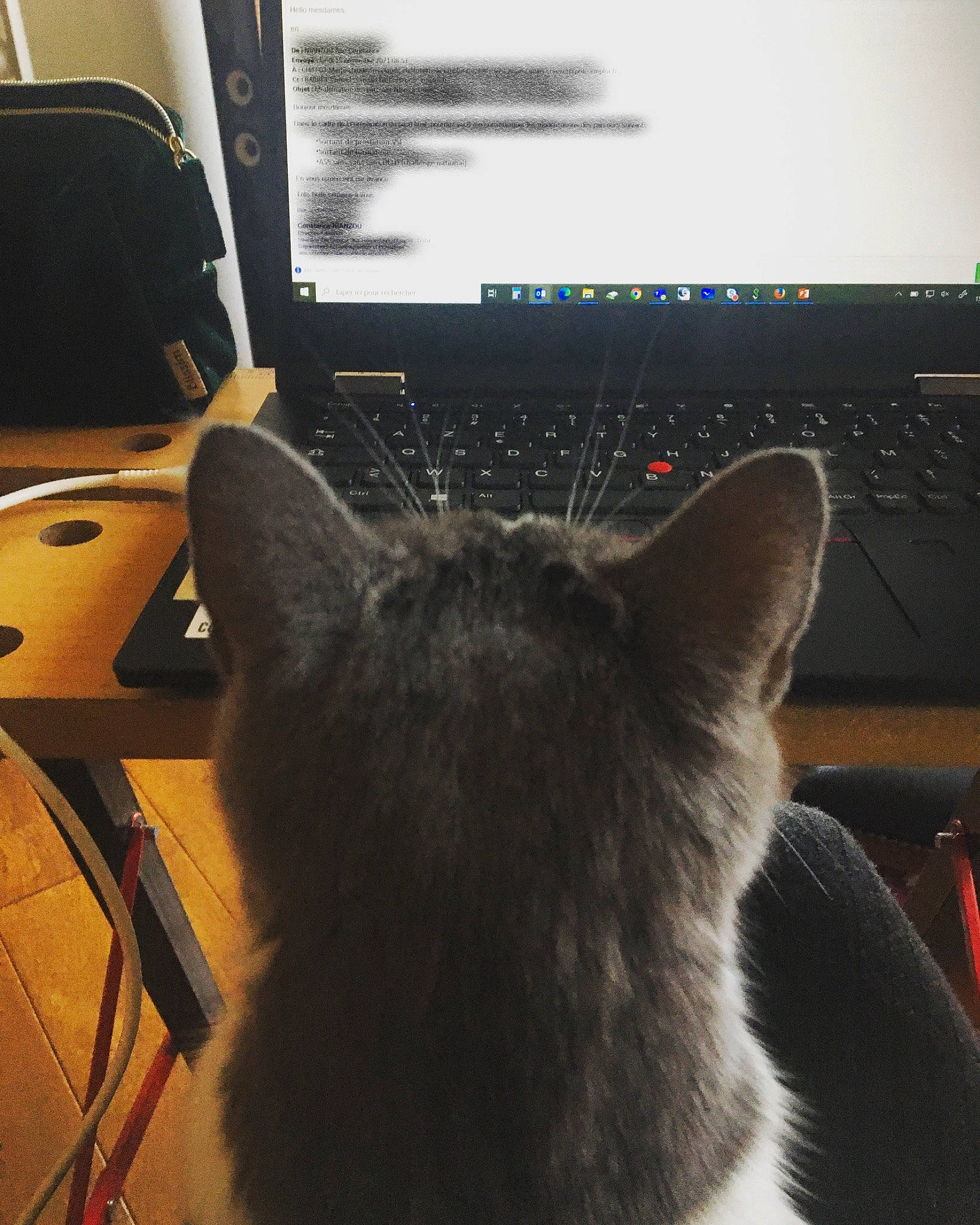 Paulette a rejoint le concours — aidez-le/la à gagner de superbes lots ! carnivore, cat, cloud, comfort, computer, computer_keyboard, desk, felidae, furniture, human_body, input_device, lap, laptop, leg, netbook, output_device, peripheral, personal_computer, shoulder, table