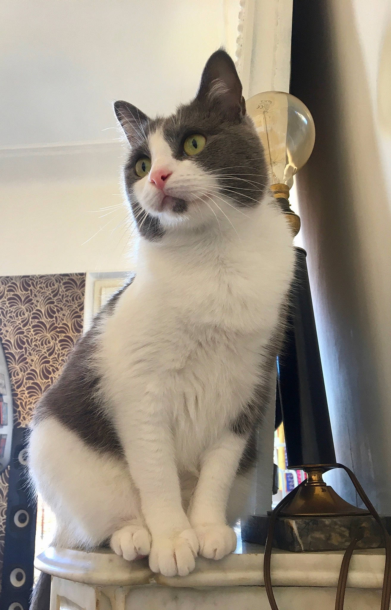 Paulette participe au concours pour gagner de l'argent avec cette photo : carnivore, cat, domestic_short_haired_cat, eye, felidae, fur, head, iris, paw, sitting, small_to_medium_sized_cats, snout, tail, whiskers