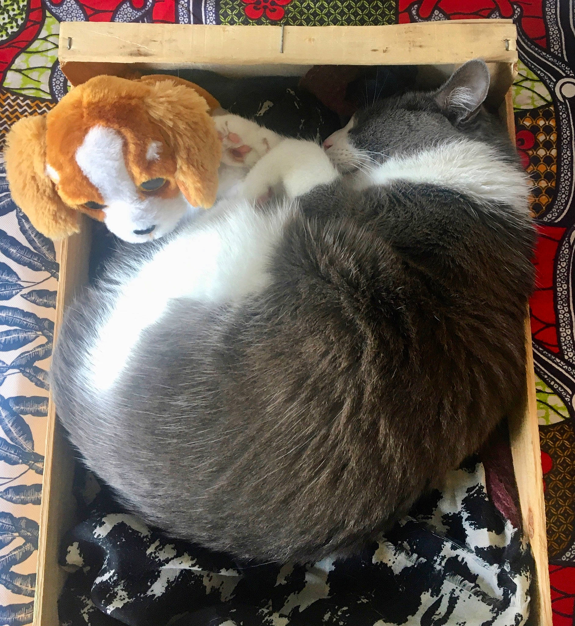 Paulette participe au concours pour gagner de l'argent avec cette photo : box, carnivore, cat, cat_bed, cat_supply, comfort, companion_dog, domestic_short_haired_cat, fawn, felidae, fur, grey, mammal, nap, pet_supply, small_to_medium_sized_cats, tail, textile, vertebrate, whiskers