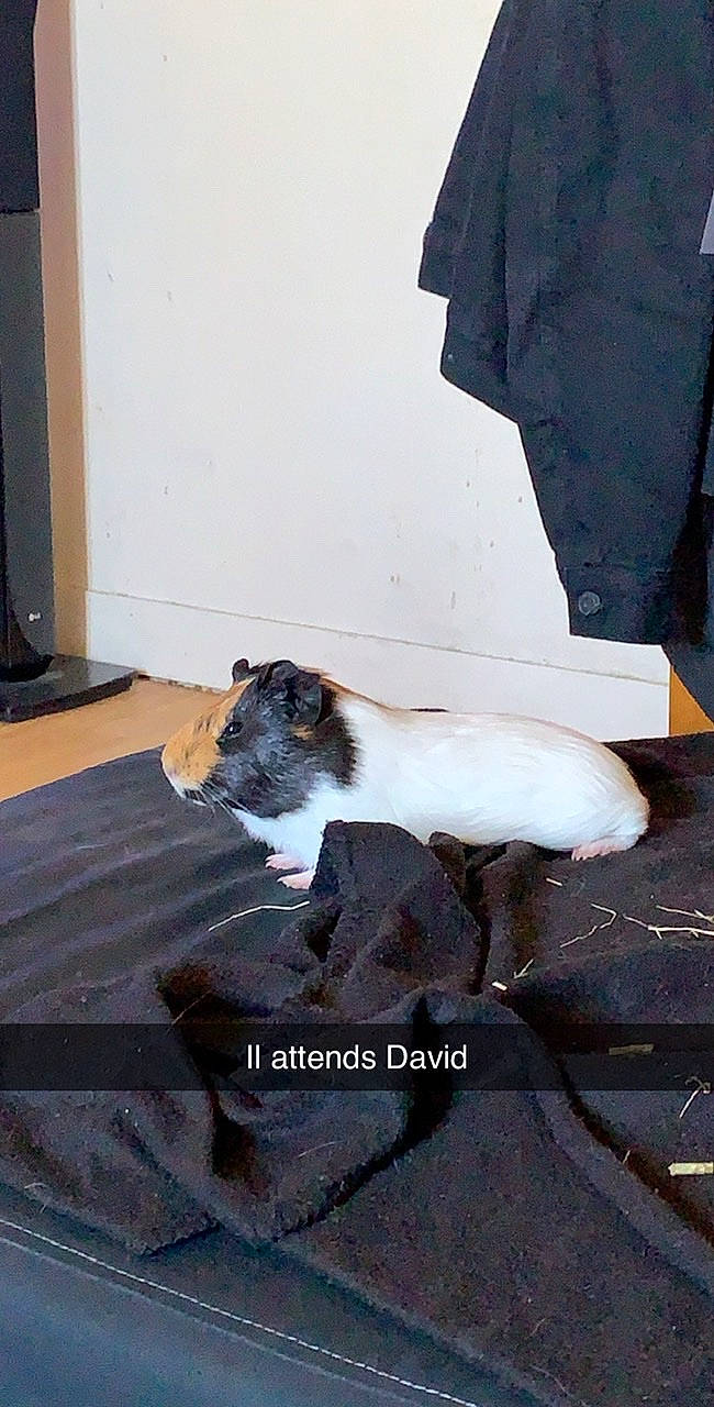 Alfred participe au concours pour gagner de l'argent avec cette photo : canidae, carnivore, cat, companion_dog, dog_breed, felidae, sporting_group