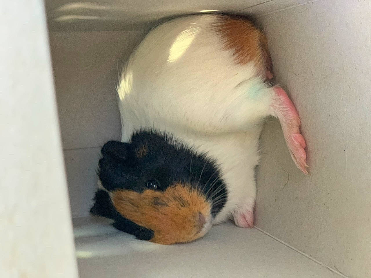 Alfred a rejoint le concours — aidez-le/la à gagner de superbes lots ! fawn, guinea_pig, mouse, muridae, rat, rodent, tail