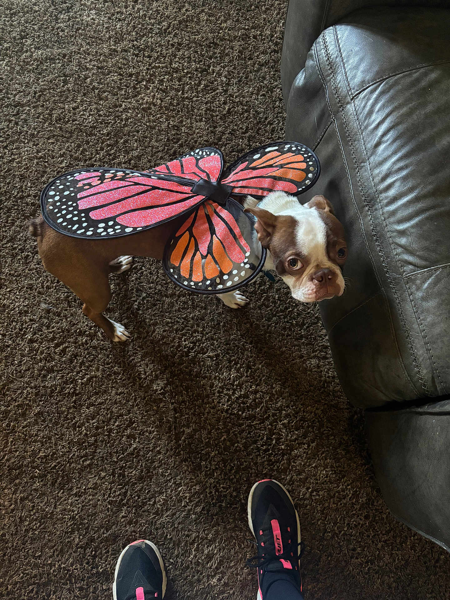 Hank joined the competition — help win amazing prizes! dog, butterfly_wings, costume, carpet, leather_couch, brown_and_white, small_dog, pet, indoor, footwear, sneakers, looking_up, curious, glitter, decorative_wings, animal, companion, cute, expression, standing