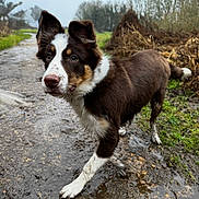 Ringo is registered to the contest to win money with this photo: dog, border_collie, puppy, mud, muddy_paws, wet_fur, outdoor, countryside, path, puddle, grass, field, ears, nose, attentive, walking, playful, portrait, pet, closeup