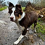 dog, border_collie, puppy, mud, muddy_paws, wet_fur, outdoor, countryside, path, puddle, grass, field, ears, nose, attentive, walking, playful, portrait, pet, closeup