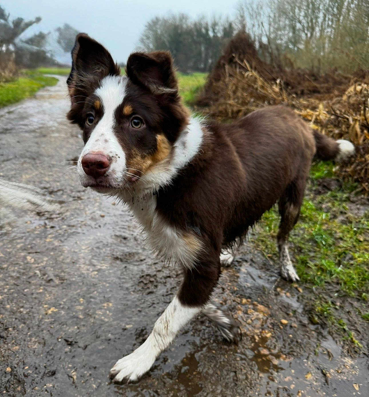 Ringo is registered to the contest to win money with this photo: dog, border_collie, puppy, mud, muddy_paws, wet_fur, outdoor, countryside, path, puddle, grass, field, ears, nose, attentive, walking, playful, portrait, pet, closeup