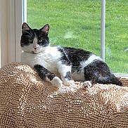 Ace joined the competition — help win amazing prizes! animal, black_and_white, blanket, cat, cozy, daylight, ears, feline, fur, green_grass, home, indoor, nature_outside, paw, peaceful, pet, relaxing, resting, sunlight, window