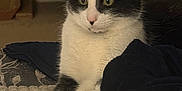 Ace joined the competition — help win amazing prizes! animal, bedroom, black_and_white, blanket, cat, cozy, crossed_legs, cute, domestic, feline, fur, green_eyes, indoor, mammal, paws, pet, portrait, relaxed, resting, soft_lighting