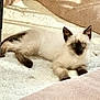 Sky joined the competition — help win amazing prizes! cat, kitten, siamese, blue_eyes, fluffy, pet, indoor, blanket, cushion, beige, white, resting, cute, young_animal, fur, animal, cozy, home, soft, relaxed