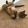 animal, blue_eyes, carpet, cat, cute, domestic, feline, fur, home, indoor, lying_down, paws_up, pet, playful, relaxed, resting, siamese, tail, wall, whiskers
