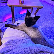 Sky joined the competition — help win amazing prizes! cat, siamese_cat, blanket, table, can, indoor, carpet, furniture, purple_light, blue_light, pet, relaxed, stretching, cozy, domestic, animal, fluffy, wooden_table, beverage, ginger_ale