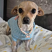 Lucy joined the competition — help win amazing prizes! animal, blanket, blue_sweater, bone_charm, chihuahua, close_up, cozy, cute, dog, domestic_animal, ears, eyes, fur, indoor, looking_at_camera, nose, patterned_blanket, pearl_necklace, pet, small_dog